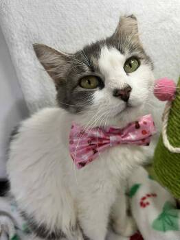 Rescue Tabby Cats for Adoption in Tavares, Florida - Elara | PetCurious