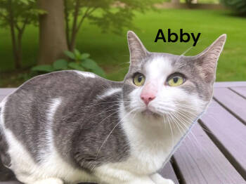Rescue Domestic Short Hair Cats for Adoption in Weems, Virginia - Abby | PetCurious