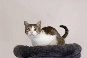 Rescue Domestic Short Hair Cats for Adoption in Chuckey, Tennessee - Sadie | PetCurious