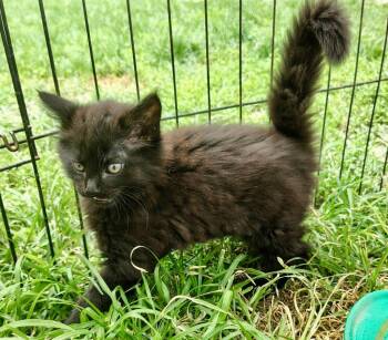 Sushi -  Domestic Long Hair Cat for Adoption in Effingham, Illinois - Sushi | PetCurious