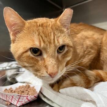 Rescue Domestic Short Hair Cats for Adoption in Cumming, Georgia - Garth | PetCurious