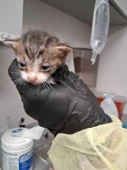 Mercury -  Domestic Short Hair Cat for Adoption in Sevierville, Tennessee - Mercury | PetCurious