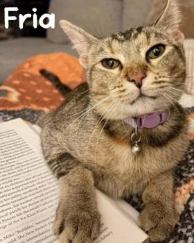 Fria -  Domestic Short Hair and Tabby Cat for Adoption in Fort Worth, Texas - Fria | PetCurious