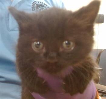 Domestic Short Hair Cats Available for Adoption in Doral, Florida - GIMLY | PetCurious