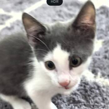 Lenox -  Domestic Short Hair Cat for Adoption in Jupiter, Florida - Lenox | PetCurious