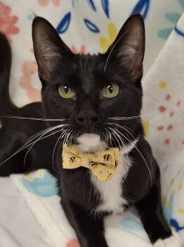 Bumble -  Tuxedo and Domestic Short Hair Cat Available for Adoption in Yorba Linda, California - Bumble | PetCurious