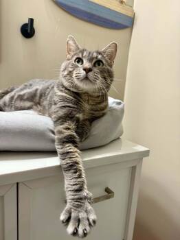 Dusty -  Domestic Short Hair Cat for Adoption in Kenosha, Wisconsin - Dusty | PetCurious