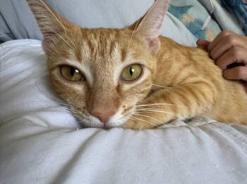 Rescue Domestic Short Hair and Tabby Cats for Adoption in Dallas, Texas - Raina | PetCurious