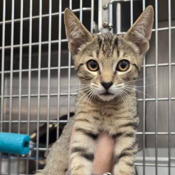 Sticky Note -  Domestic Short Hair Cat for Adoption in Morgan Hill, California - Sticky Note | PetCurious