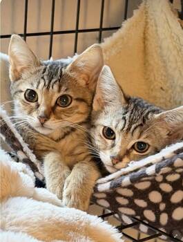 Sobee -  Domestic Short Hair Cat for Adoption in Larkfield-wikiup, California - Sobee | PetCurious