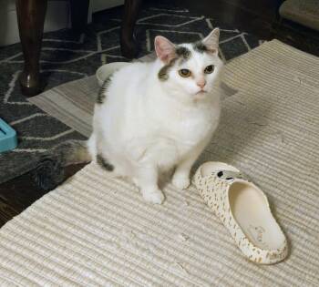 Kitty -  Domestic Medium Hair Cat for Adoption in Chicago, Illinois - Kitty | PetCurious