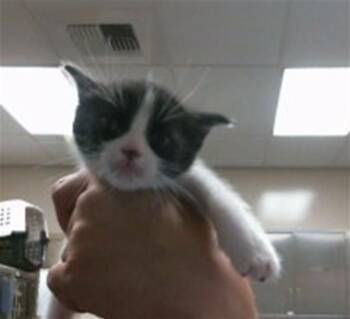 CARMICHAEL -  Domestic Short Hair Cat Available for Adoption in Sacramento, California - CARMICHAEL | PetCurious