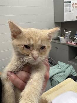 PIXIE -  Domestic Short Hair Cat for Adoption in Indianapolis, Indiana - PIXIE | PetCurious