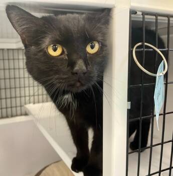 Rescue Domestic Short Hair Cats for Adoption in Raleigh, North Carolina - Zodiac | PetCurious