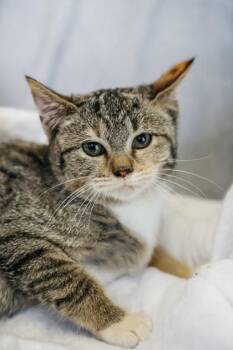 Domestic Short Hair Cats Available for Adoption - Hera | PetCurious