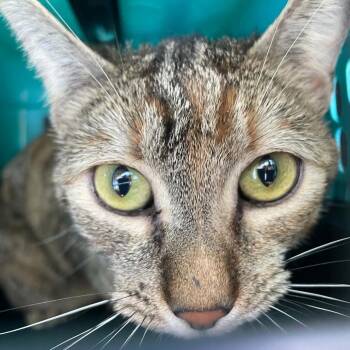 Peekaboo -  Domestic Short Hair Cat for Adoption in Hemet, California - Peekaboo | PetCurious