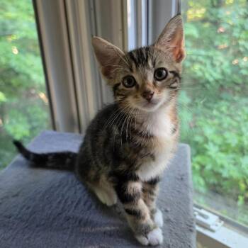 Sokka -  Domestic Short Hair Cat for Adoption in Bentonville, Arkansas - Sokka | PetCurious