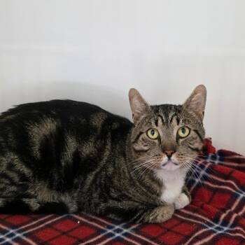 Rodeo -  Domestic Short Hair Cat for Adoption in Port Angeles, Washington - Rodeo | PetCurious