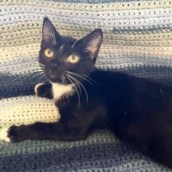 Rescue Domestic Short Hair Cats for Adoption in Mt. Juliet, Tennessee - Skarlett | PetCurious