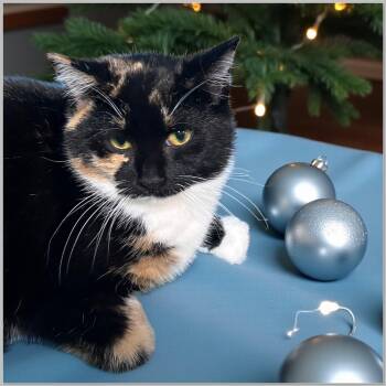 Rescue Domestic Short Hair Cats for Adoption in Elyria, Ohio - Carmen | PetCurious