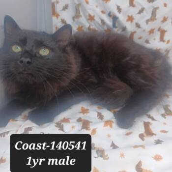 Domestic Long Hair Cats Available for Adoption in New Tazewell, Tennessee - Coast | PetCurious