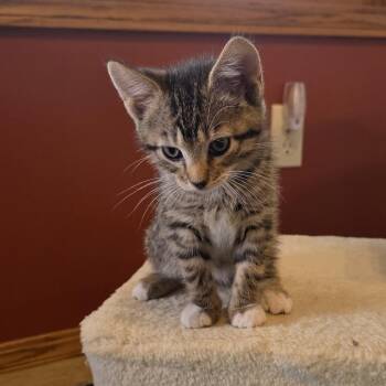 Domestic Short Hair Cats Available for Adoption in Wichita, Kansas - Hubble | PetCurious