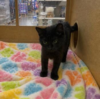 Domestic Medium Hair Cats Available for Adoption in Fort Lupton, Colorado - Sza IL | PetCurious