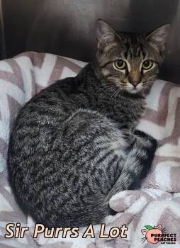 Sir Purrs A Lot -  Domestic Short Hair Cat for Adoption in Douglasville, Georgia - Sir Purrs A Lot | PetCurious