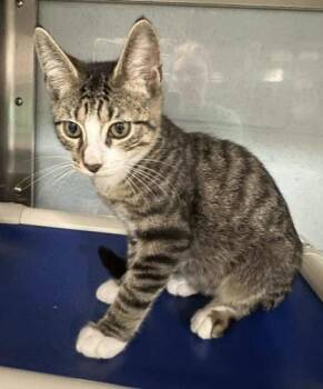 Rescue Domestic Short Hair Cats for Adoption in Annapolis, Maryland - Alvin | PetCurious