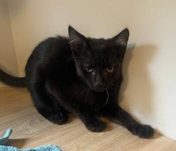 Cling -  Domestic Short Hair Cat for Adoption in Wilmington, North Carolina - Cling | PetCurious