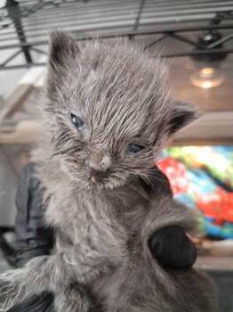 Kimchi -  Domestic Medium Hair and Domestic Short Hair Cat for Adoption in Sevierville, Tennessee - Kimchi | PetCurious