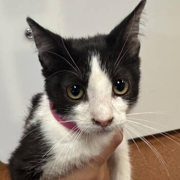 Junie B. Jones -  Domestic Short Hair Cat for Adoption in Goleta, California - Junie B. Jones | PetCurious