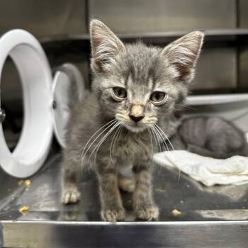 Maskie -  Domestic Short Hair Cat for Adoption in Blue Ridge, Georgia - Maskie | PetCurious