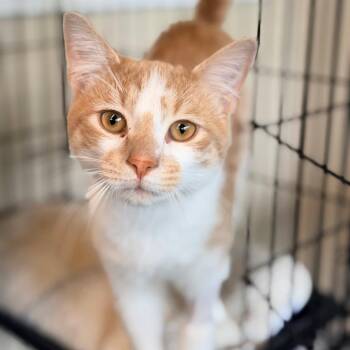 Domestic Short Hair Cats Available for Adoption in Huntington, West Virginia - Pushup | PetCurious