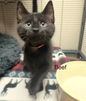 Domestic Short Hair Cats Available for Adoption in Blountville, Tennessee - Beef | PetCurious