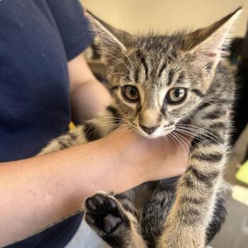 Moonstone -  Domestic Short Hair Cat for Adoption in Philadelphia, Pennsylvania - Moonstone | PetCurious