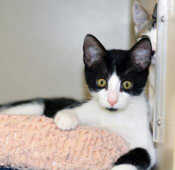 BIG BUDDY -  Domestic Short Hair Cat for Adoption in San Clemente, California - BIG BUDDY | PetCurious
