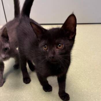 Punk -  Domestic Short Hair Cat for Adoption in Norman, Oklahoma - Punk | PetCurious