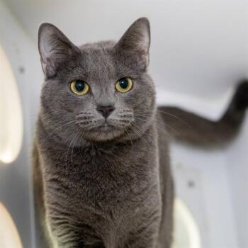 Domestic Medium Hair Cats Available for Adoption in Methuen, Massachusetts - KATARINA | PetCurious