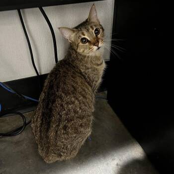 Domestic Short Hair Cats Available for Adoption in Tampa, Florida - Payton | PetCurious