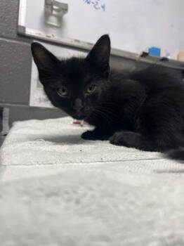 Sauerkraut -  Domestic Short Hair Cat for Adoption in Fort Worth, Texas - Sauerkraut | PetCurious