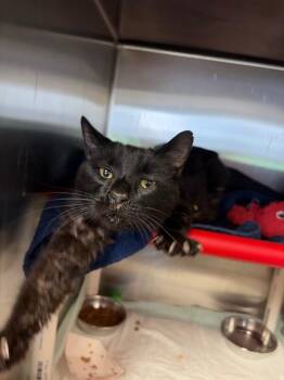 Marie Laveau -  Domestic Short Hair Cat for Adoption in Cincinnati, Ohio - Marie Laveau | PetCurious