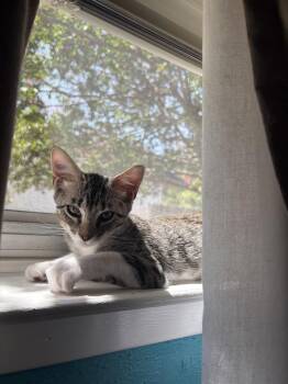 Teddy Roosevelt -  Domestic Short Hair and Tabby Cat for Adoption in Dallas, Texas - Teddy Roosevelt | PetCurious