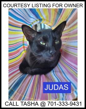 Domestic Short Hair Cats Available for Adoption in Valley City, North Dakota - Judas - COURTESY LISTING | PetCurious