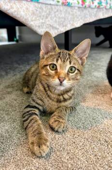 Noodle - Sweet and affectionate -  Domestic Short Hair Cat for Adoption in Muskego, Wisconsin - Noodle - Sweet And Affectionate | PetCurious