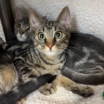 Merry -  Domestic Short Hair Cat for Adoption in Las Vegas, Nevada - Merry | PetCurious