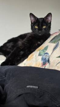 Choco Nano -  Domestic Short Hair Cat for Adoption in Dallas, Texas - Choco Nano | PetCurious