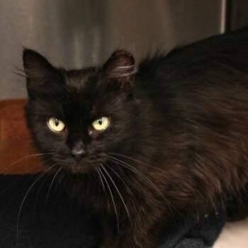 Domestic Medium Hair Cats Available for Adoption in Atlanta, Georgia - Helly | PetCurious