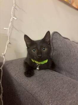 Brie -  Domestic Short Hair Cat for Adoption in Wilmington, North Carolina - Brie | PetCurious