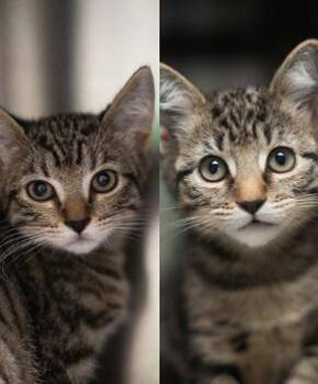 Doogie Meowzer & Dapper Dan (Bonded Pair) -  Domestic Short Hair Cat for Adoption in Encinitas, California - Doogie Meowzer & Dapper Dan (Bonded Pair) | PetCurious